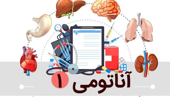 آناتومی دستگاه ادراری