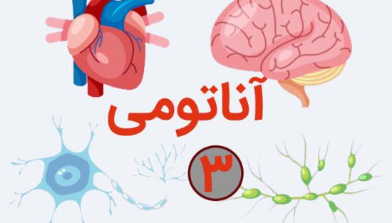 آناتومی دستگاه عصب