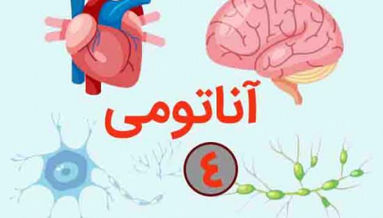 آناتومی دستگاه عصبی انسان