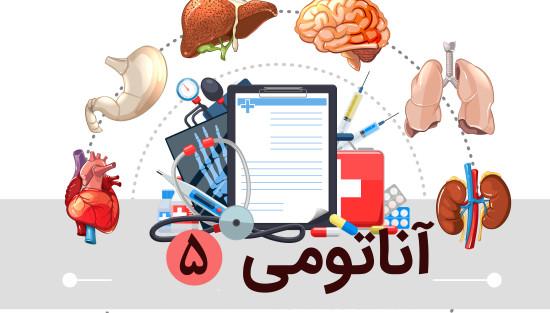 آناتومی قلب و جمجمه